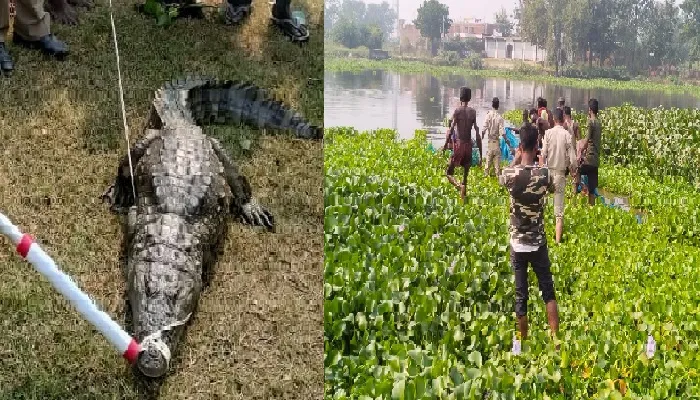बहराइच : रामलीला मैदान में डेरा जमाए मगरमच्छ को वन विभाग ने पकड़ा, बबई नाला में छोड़ा