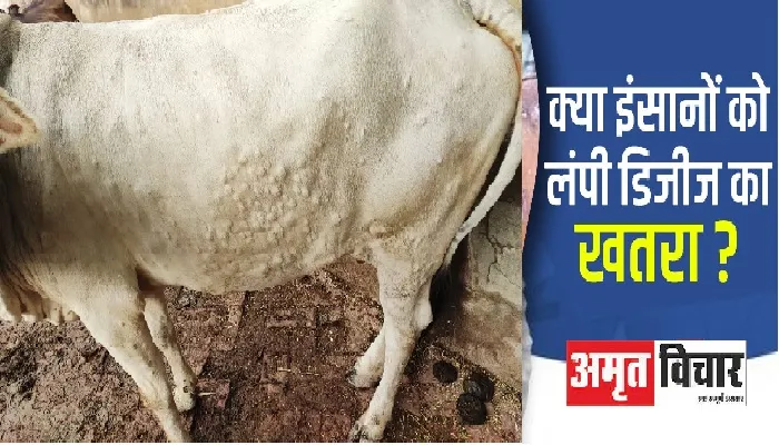 लंपी वायरस : जिले में 250 गौवंश बीमार, पशुपालकों में हड़कंप