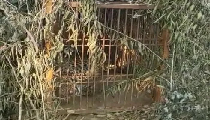 राहत :आठ महीने बाद पिंजरे में फंसा तेंदुआ, डीएम आवास को बना रखा था आशियाना