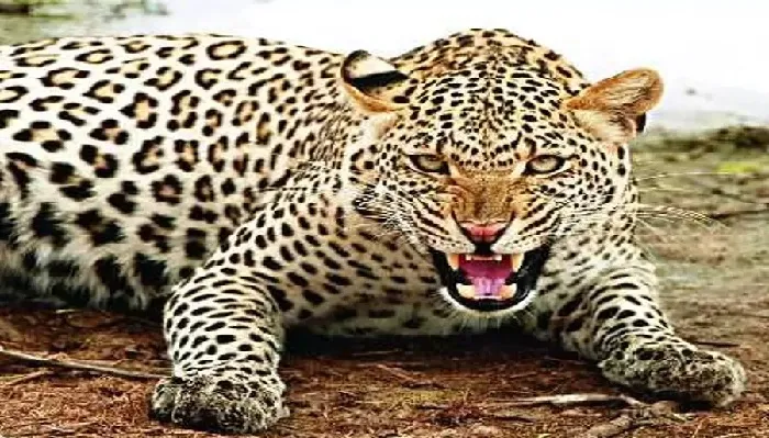 Kanpur Leopard Attack : ग्रामीणों पर तेंदुआ का हमला, भगदड़ में दो घायल