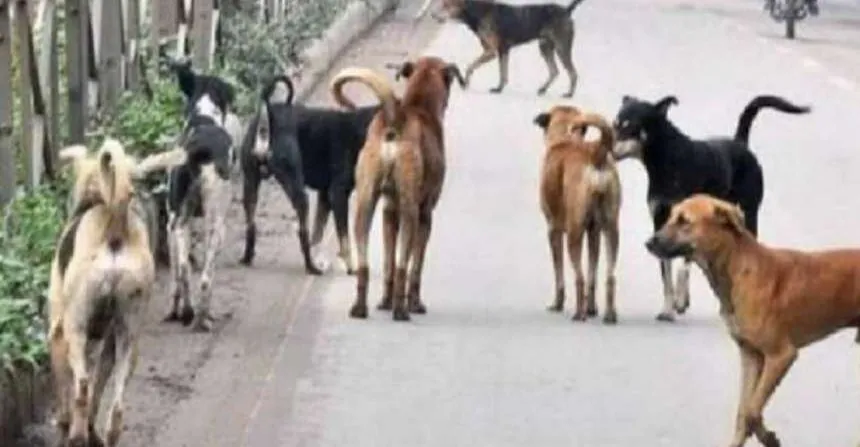 UP: नोएडा में कुत्तों के हमले से घायल आठ महीने के बच्चे की मौत, लोगों में आक्रोश