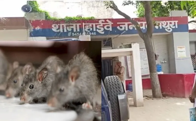 अनाज के साथ नशे का भी शौख रखते हैं मथुरा के चूहे, 581 किलो गांजा किया चट