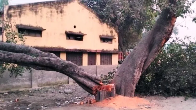 बरेली: पीपल और पाकड़ पर चली आरी, वन विभाग दर्ज करेगा केस