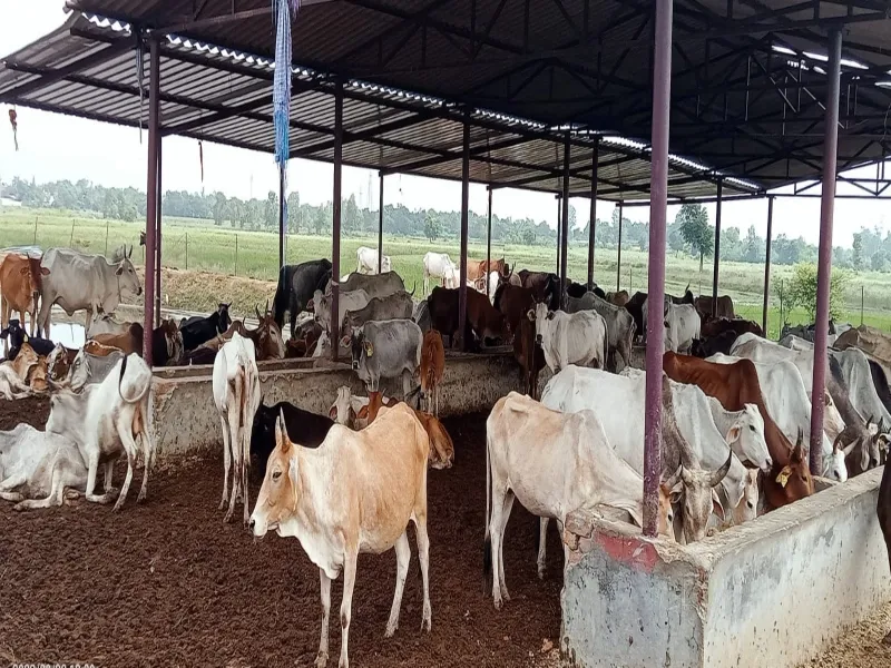 लखनऊ: गौशालाओं में मवेशियों को ठंड से बचाने के नहीं हुये कोई उपाय