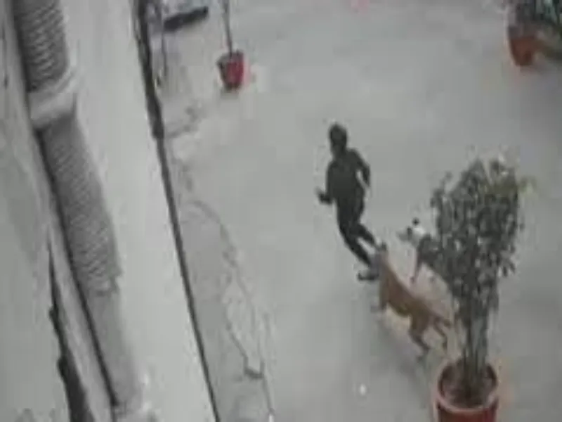 Dog Attack: गाजियाबाद में कुत्तों ने 11 साल की लड़की पर किया हमला   