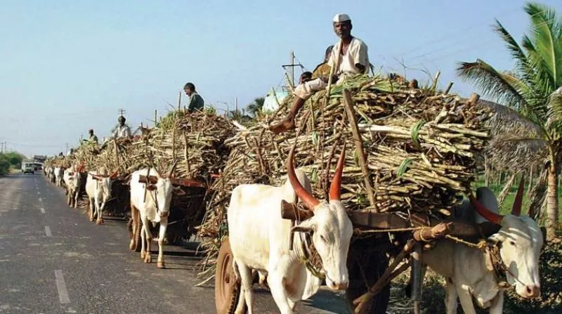 बरेली: गन्ना लदी भैंसा और बैल गाड़ियों पर रिफ्लेक्टर लगाना अनिवार्य, निर्देश जारी
