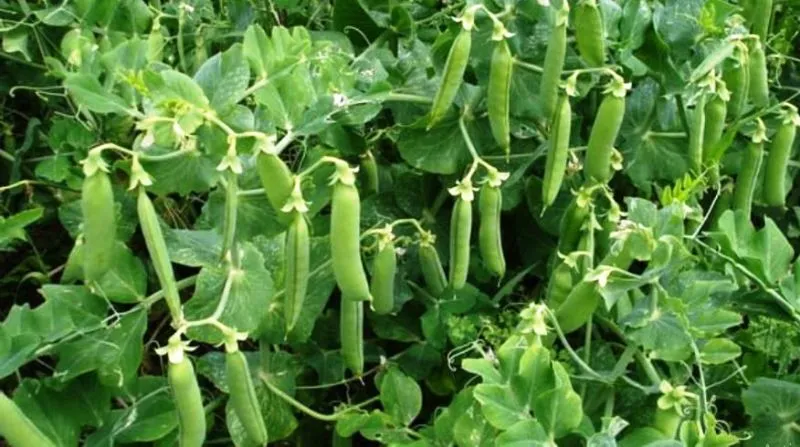 बरेली: मटर की खेती की ओर बढ़ा किसानों का रुझान, मिल रहा 80-90 प्रतिशत अनुदान