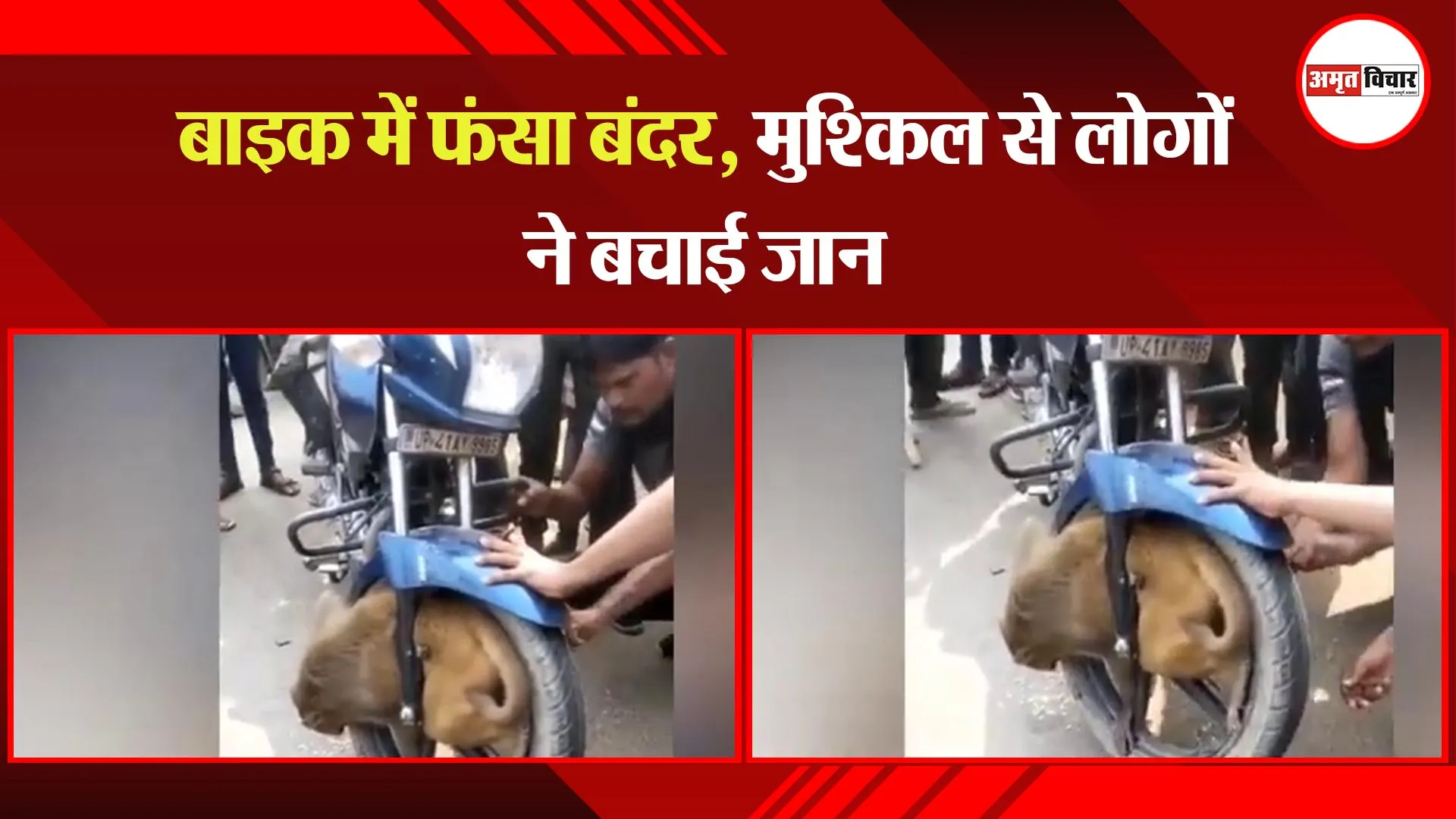 बाराबंकी: बाइक में फंसा बंदर, मुश्किल से लोगों ने बचाई जान