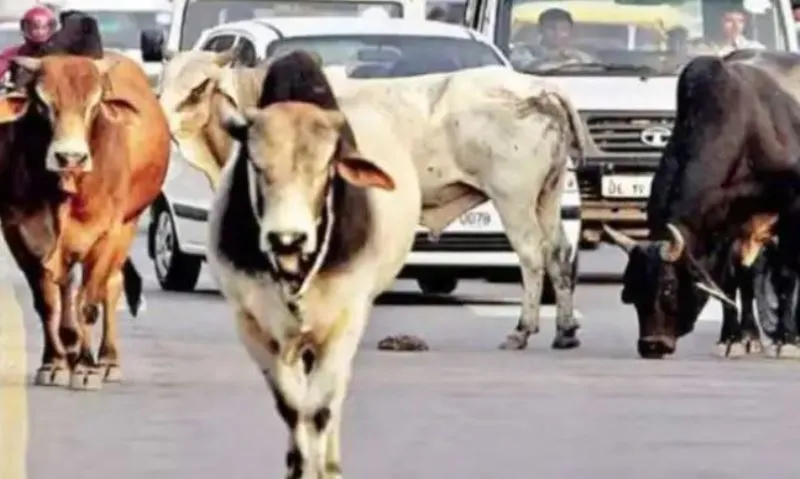 कोटा में नगर निगम दो भागों में बंटा, आवारा मवेशियों की जिम्मेदारी बांटने को तैयार नही