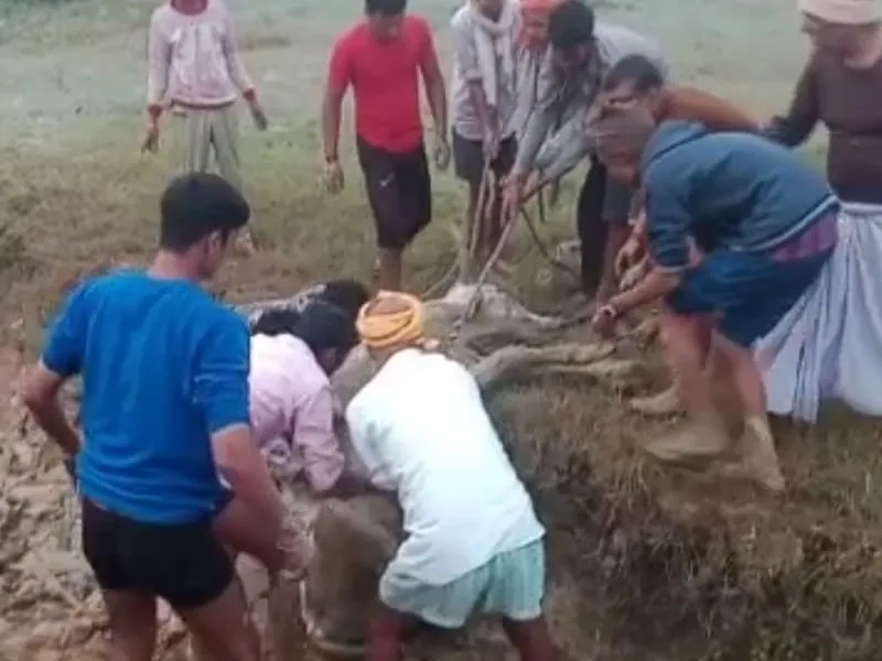 गोंडा: दलदल में फंसा था मवेशी, ग्रामीणों ने रेस्क्यू कर बचाई जान