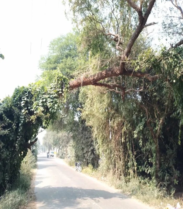 अयोध्या: कहीं हादसे का कारण न बन जाए सड़क पर लटका पेड़ 