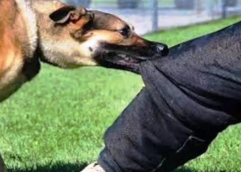 बरेली: कुत्तों का आतंक... 15 दिन पहले युवक को बनाया शिकार, इंजेक्शन लगाने के बाद भी चली गई जान