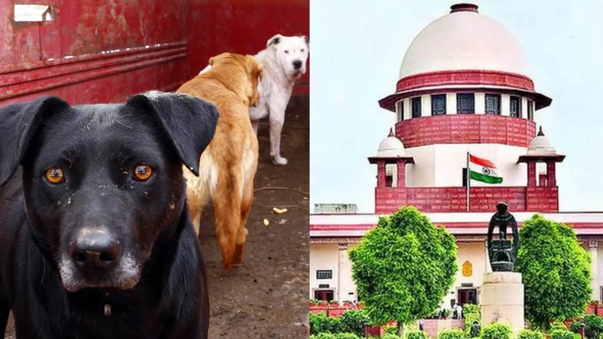 आवारा कुत्तों को रखने का मतलब यह नहीं कि आप अन्य लोगों के परेशानी खड़े करेंगे: SC