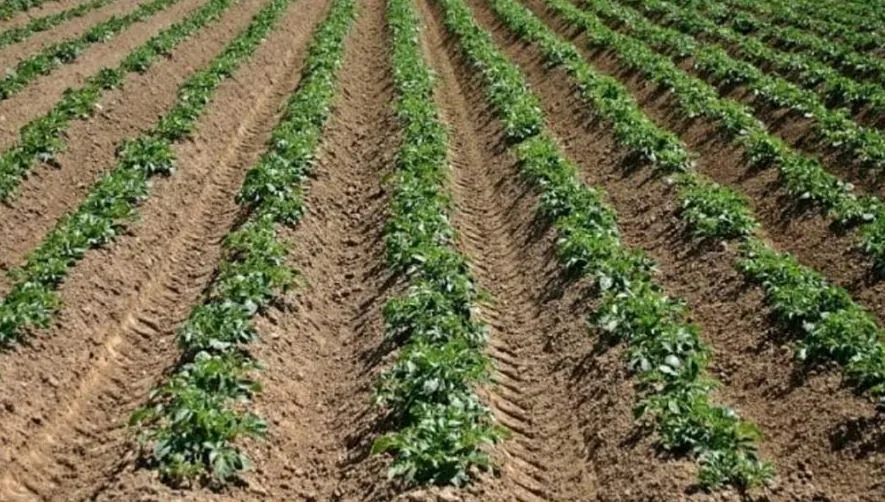 बरेली: 6500 किसानों ने आलू की पछैती बुवाई शुरू की, 120000 टन उत्पादन की उम्मीद