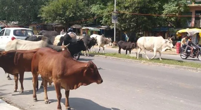 पीलीभीत: बरात में जा रहे बुजुर्ग की बाइक सांड से टकराई, मौत