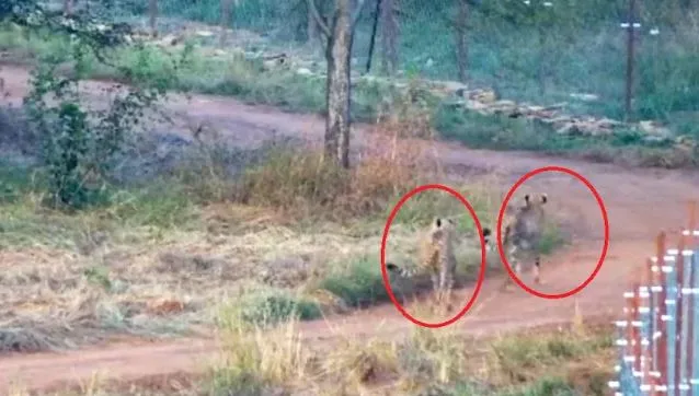 कूनो नेशनल पार्क में दो चीतों ने किया पहला शिकार, चीतल को बनाया निशाना