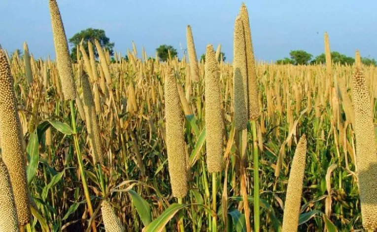 बरेली-बदायूं समेत 18 जनपदों से 50 हजार क्विंटल बाजरा खरीदेगी सरकार