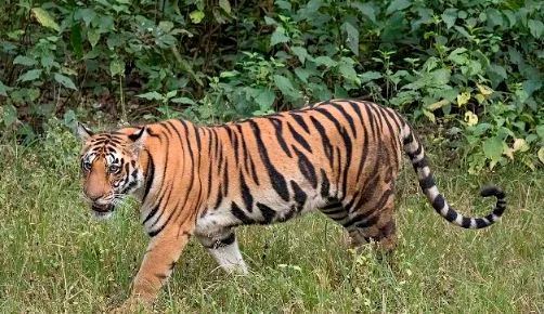 लखीमपुर-खीरी: गन्ना छीलने गए बच्चे को बाघ ने बनाया अपना निवाला, गांव में दहशत का माहौल