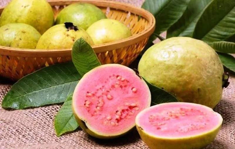 Guava Benefits: इन बीमारियों के लिए रामबाण है अमरूद, जानें इसे खाने का सही समय