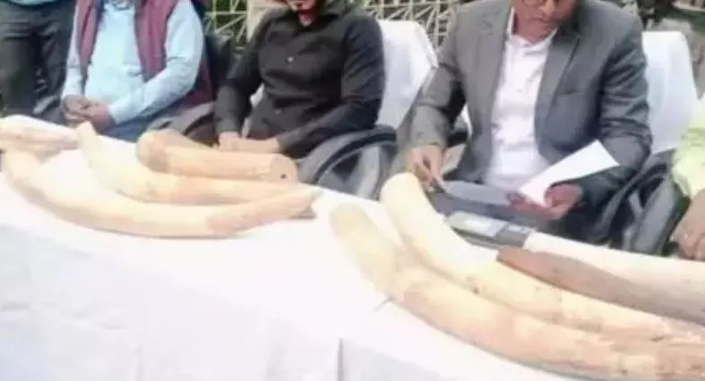 झारखंड: चाईबासा में 10 हाथी दांत बरामद, पांच गिरफ्तार