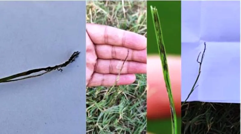 बरेली: कंडुआ रोग गन्ने की फसल को पहुंचाता है भारी नुकसान, बिहार में दिखा था इस रोग का प्रकोप