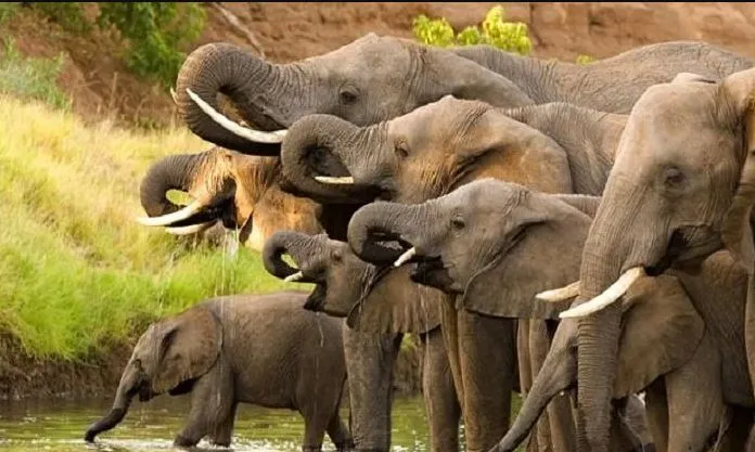 जापान का हाथीदांत बाजार अब हाथियों की आबादी के लिए खतरा नहीं