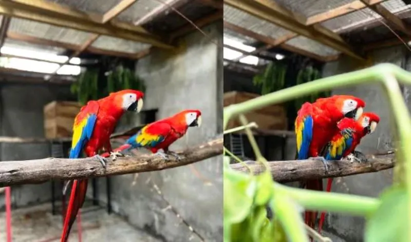 दो तोते की तलाश में दिन-रात एक कर रही पुलिस, जानें वजह