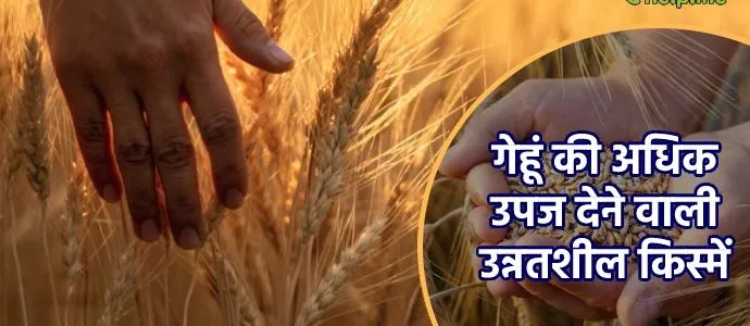 हिमाचल प्रदेश: गेहूं की दो अधिक उपज देने वाली किस्में पेश