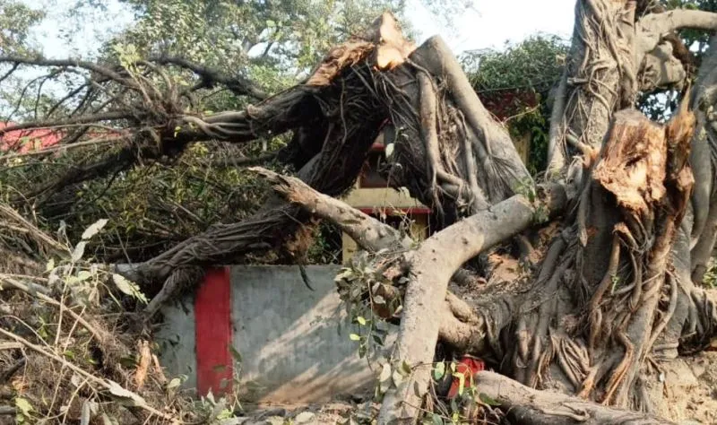 बरेली: डेलापीर रोड पर पेड़ काटने पर ठेकेदार समेत चार के विरुद्ध केस