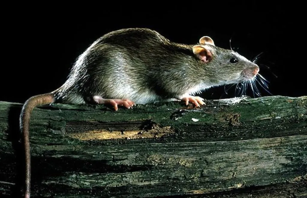 बदायूं में मारे गए चूहे का बरेली में पोस्टमार्टम, चार-पांच दिन में आएगी रिपोर्ट