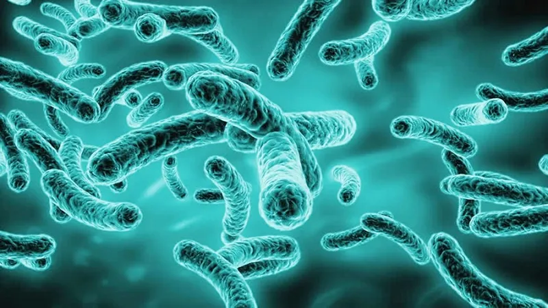 पांच तरह के जीवाणुओं की वजह से भारत में हुई 6.8 लाख मौत, अध्ययन में खुलासा