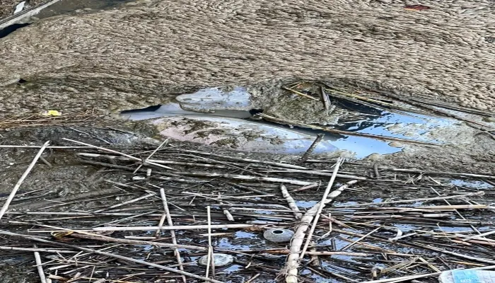 बहराइच: बैराज के गेट में मृत मिली डॉल्फिन, कल होगा पोस्टमार्टम