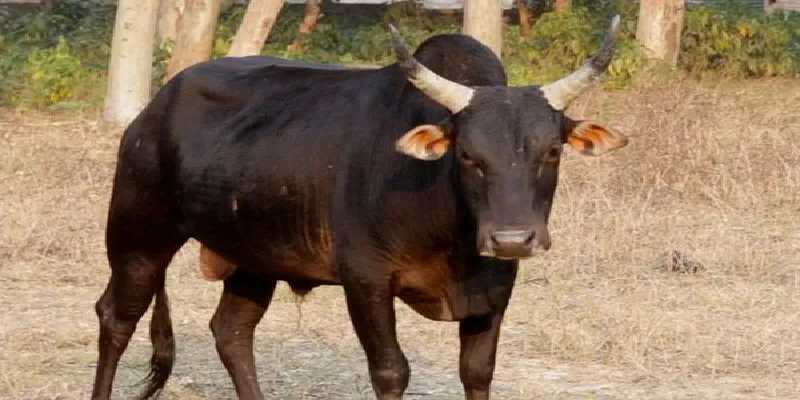 संभल: फसल खा रहे सांड का किसान पर हमला, मौत