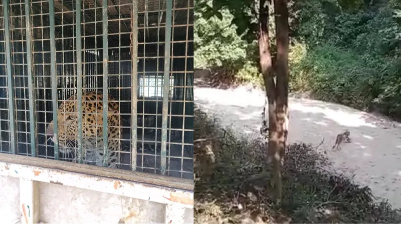 रामपुर:  ट्रैकुलाइज गन से बेहोश कर पकड़ा तेंदुआ, आमानगढ़ के जंगल में छोड़ा 