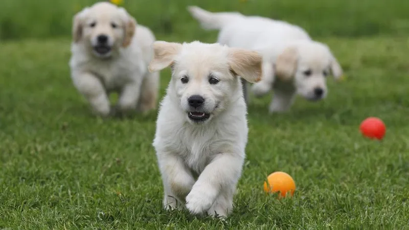पालतू जानवर के निधन पर गहरा दुःख होना सामान्य, इससे उबरने के लिए क्या करें?