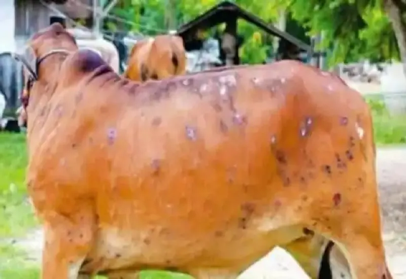 Lumpy Virus Outbreak : खुले में पड़े पशुओं के शव, दुर्गंध से लोग परेशान...प्रशासन अनजान