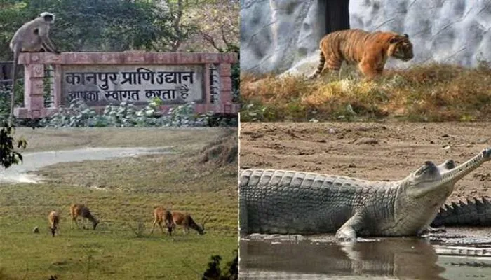Kanpur Zoo में बढ़ी दर्शकों की संख्या, ठंड की शुरुआत में सक्रिय दिख रहे पशु, दो लाख पहुंच रहा प्रतिदिन का राजस्व