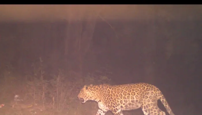 Leopard In Kanpur: तेंदुए की रफ्तार देखकर अधिकारी हुए हैरान, IIT और NSI के बीच दे रहा चकमा