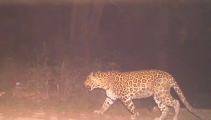 Leopard In Kanpur : IIT और NSI में फिर दिखा तेंदुआ, वन विभाग की टीम जंगल में कर रही कॉम्बिंग, अलर्ट जारी