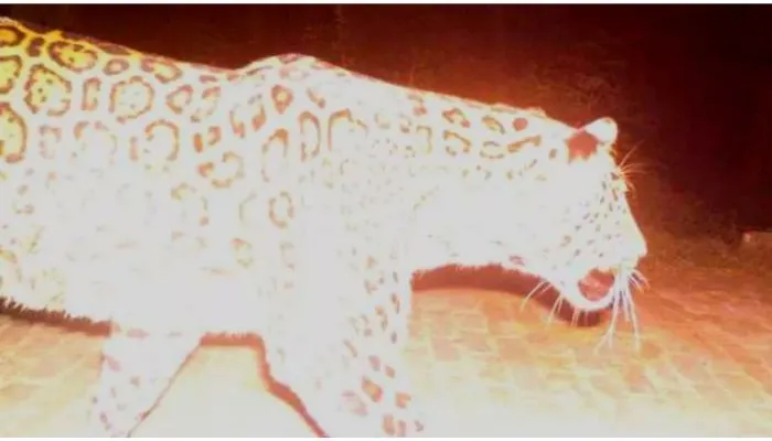Leopard in Kanpur : रात में मशाल जलाकर या टार्च लेकर ही निकलें, तेंदुए को लेकर वन विभाग ने जारी की गाइडलाइन