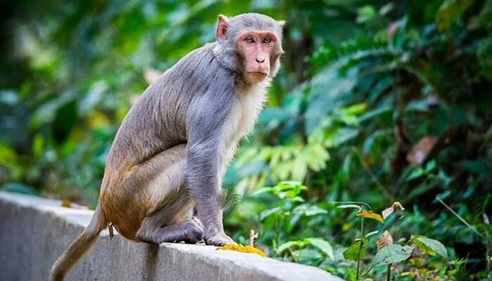 बाराबंकी: बाइक में फंसा बंदर, मुश्किल से बची जान