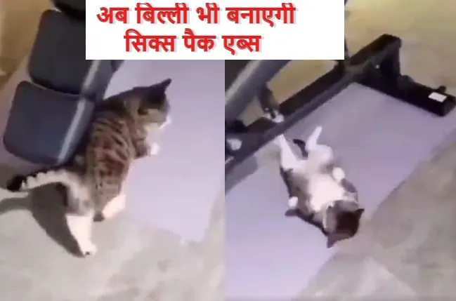 बिल्ली को सिक्स पैक एब्स बनाने का चढ़ा ऐसा खुमार.. जिम में करने लगी एक्सरसाइज, देखें VIDEO
