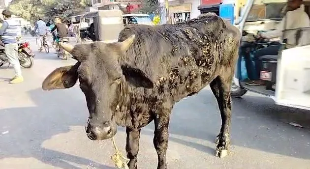 बरेली: शहर में लंपी वायरस की गिरफ्त में आवारा गोवंशीय, सड़कों पर तड़प रहे