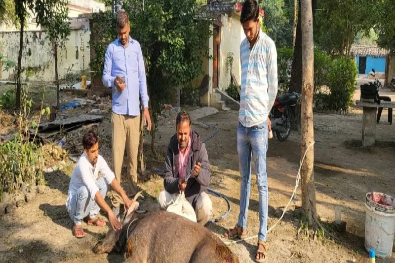 हमीरपुर: कुत्तों के हमले से बारहसिंघा हुआ घायल, ग्रामीणों ने बचाई जान, वन विभाग को सौंपा