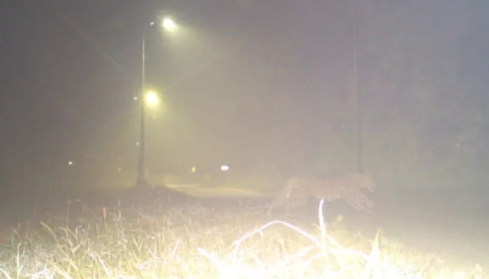 Leopard In Kanpur: अब एनएसआई में घूमता नजर आया तेंदुआ, जानवरों को लगातार बना रहा निवाला