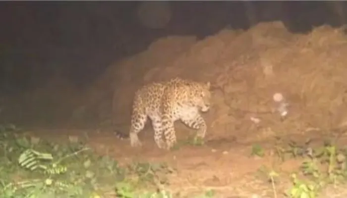 Kanpur Leopard Panic: अब अर्मापुर में तेंदुआ की दहशत, अग्निवीर छात्रों को किया गया अलर्ट