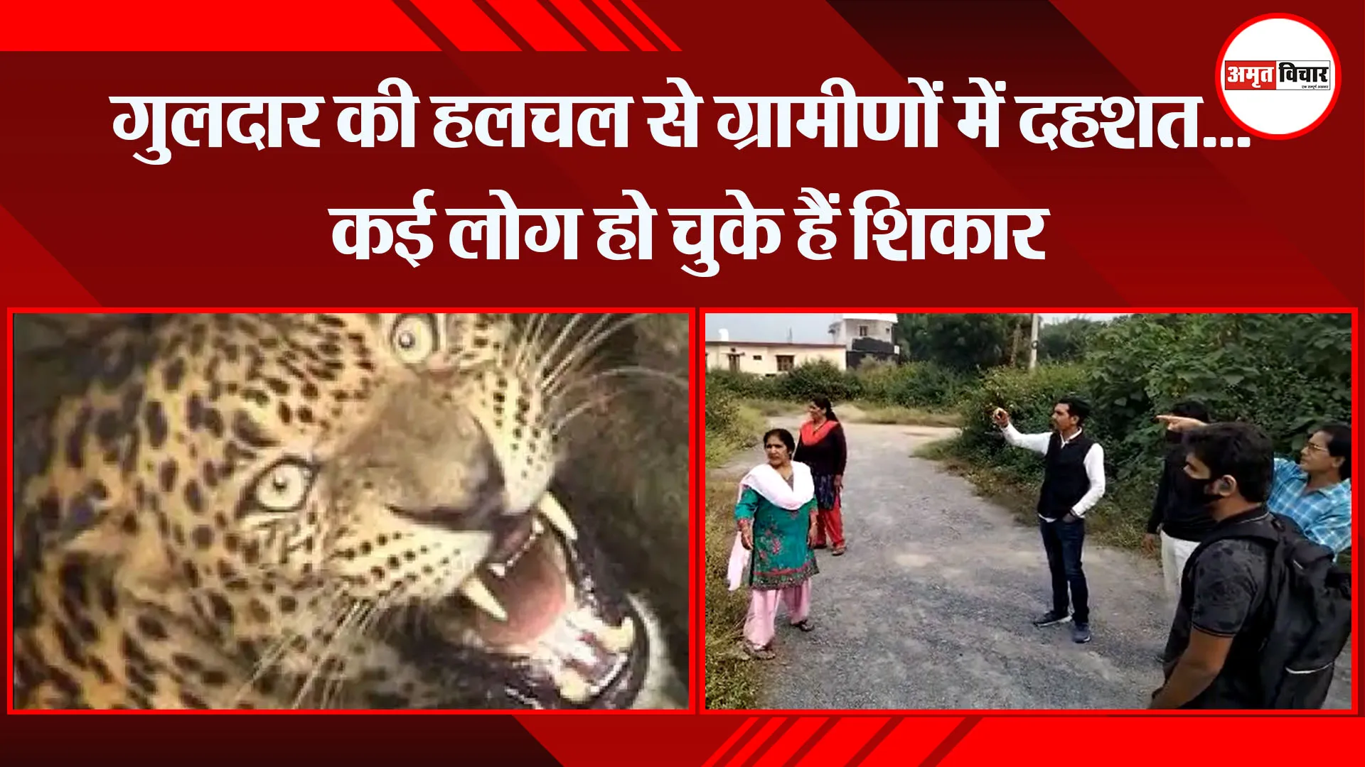 हल्द्वानी: गुलदार की हलचल से ग्रामीणों में दहशत… कई लोग हो चुके हैं शिकार