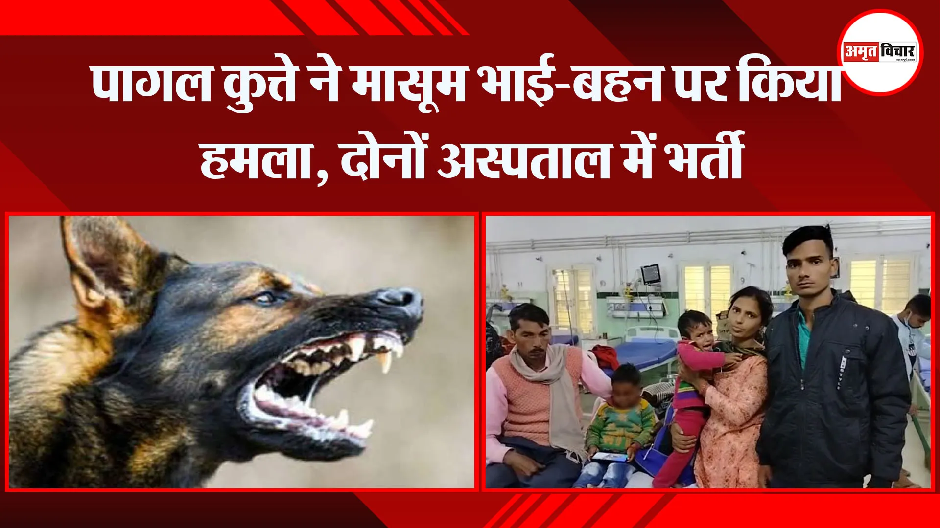  बरेली: पागल कुत्ते ने मासूम भाई-बहन पर किया हमला, दोनों अस्पताल में भर्ती