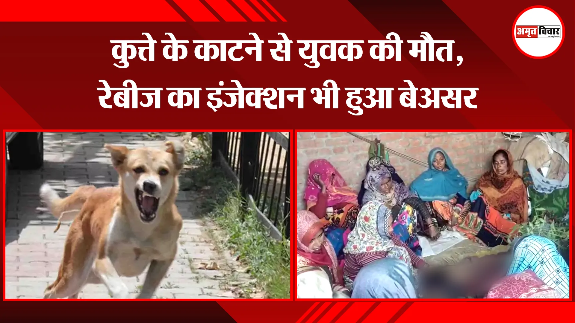 बरेली: कुत्ते के काटने से युवक की मौत, रेबीज का इंजेक्शन भी हुआ बेअसर