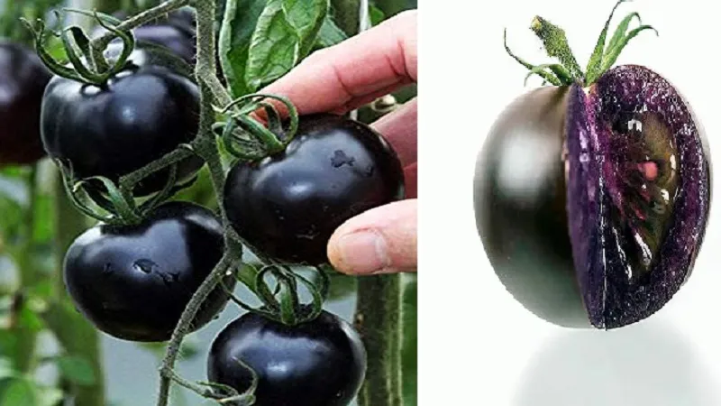 बैंगनी टमाटर की कहानी... 2023 तक अमेरिका में बिकने की उम्मीद  